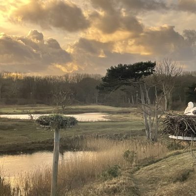 2022_01_07_Zwin_Natuur_Park_Ooievaarstoren_namiddag_koppel_ooievaars_02