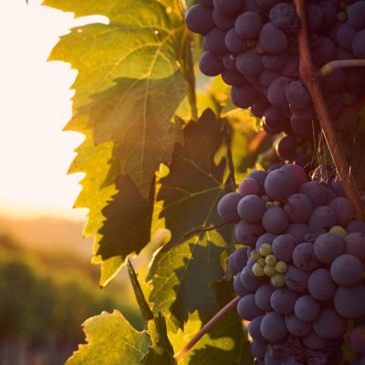 vines-4520513