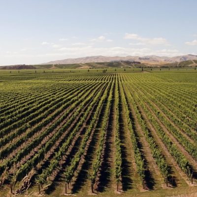 wine-hoofdfoto_pag.1 (1)